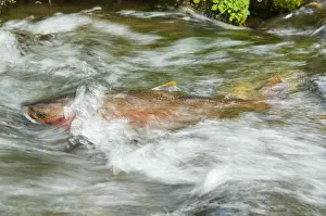 Freshwater Fishes Prints: Cutthroat Trout - in small spawning stream