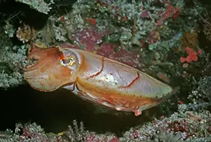 Australasian Wildlife Photos Prints: Cuttlefish - This cuttlefish changes colour constantly