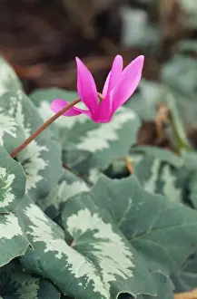 Cyclamen Flower Prints: Cyclamen