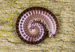 Cylindrical millipede rolled into a spiral as defensive posture Cylindrical millipede rolled into a spiral as defensive posture
