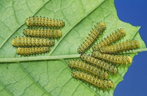 Cynthia Moth - larvae / caterpillar stage Cynthia Moth - larvae / caterpillar stage