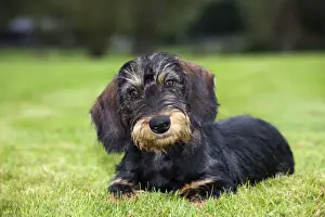 Wire Haired Dachshund Prints: Dachshund
