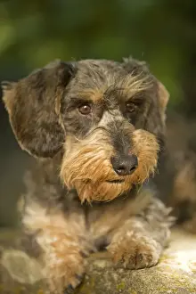 Personal Use Pet Prints: Dachshund / Teckel