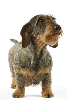 Wire-Haired Dachshund Print