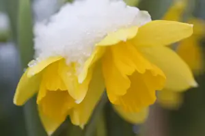 Winter Plant Life Prints: Daffodil spec. Yellow daffodil, flowering in the snow Garden, The Netherlands, Overijssel