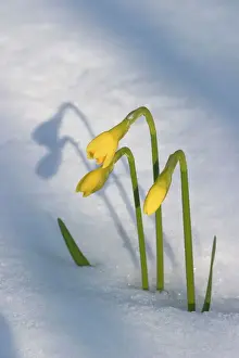 Spring Flowers Blooming Prints: Daffodils flowering through spring snowfall