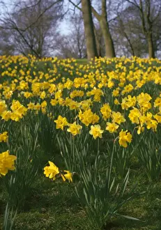 Wild Daffodils In Bloom Prints: Daffodils - mass