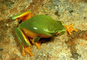 Dainty green treefrog Dainty green treefrog