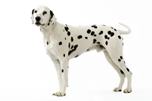 Dog Prints For Sale Prints: Dalmatian