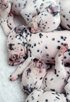 DALMATIAN DOGS - puppys close-up of litter sleeping DALMATIAN DOGS - puppys close-up of litter sleeping