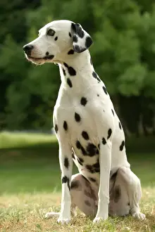 Personalized Pet Decor Ideas Prints: Dalmatian - sitting