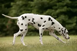 Black And White Pet Photos Prints: Dalmatian - sniffing