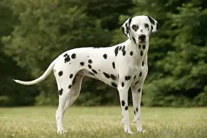 Limited Edition Pet Art Prints: Dalmatian - standing