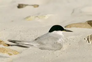 Peter Steyn Photography Prints: Damara Tern