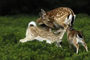 Fallow Deer Images Prints: Damhirsch