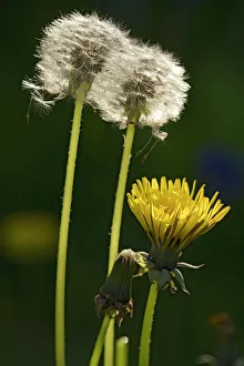 Dandelion flowers and seed-heads ( clocks') Dandelion flowers and seed-heads ( clocks')