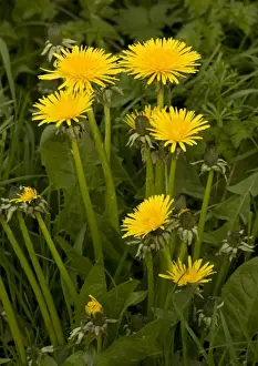 Taraxacum Officinale Images Prints: Dandelions