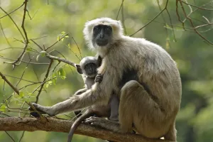Hanuman Langoor and Young One Print