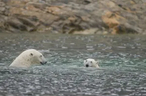 Polar Bear Print, Svalbard Archipelago Coast Scene