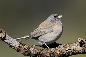 Dark-eyed Junco - female Oregon type Dark-eyed Junco - female Oregon type