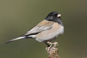 Dark-eyed Junco - male Oregon type Dark-eyed Junco - male Oregon type