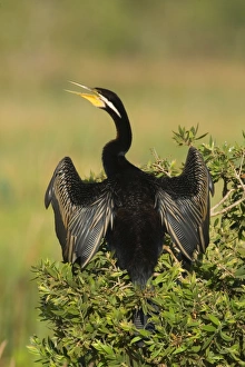 Darter - adult with bill open sitting on a bush with its wings half opened to dry them in the sun Darter - adult with bill open sitting on a bush with its wings half opened to dry them in the sun