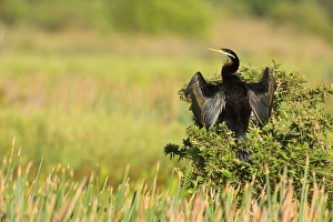 Darter - adult sitting on a bush with its wings half opened to dry them in the sun Darter - adult sitting on a bush with its wings half opened to dry them in the sun