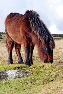 Dartmoor Pony in winter coat eating the last of the overgrazed winter grass Dartmoor Pony in winter coat eating the last of the overgrazed winter grass