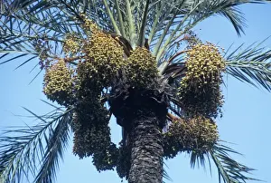 Palm Tree Images Prints: Date Palm