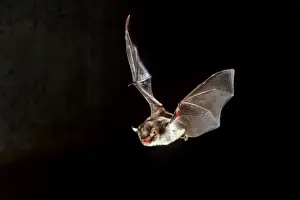 Nocturnal Mammal Prints: Daubenton's Bat - in flight at night