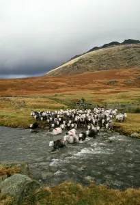 Sheep Prints: Herdwick Sheep Print from Ardea