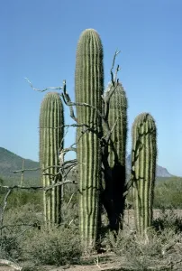 Saguaro Cactus Prints: Picture No. 10856442