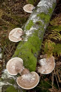 Birch Polypore Print on birch log