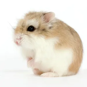 Prints of Roborovski Hamster Date Calomyscidae Prints: Roborovski Hamster Print (4) from Ardea