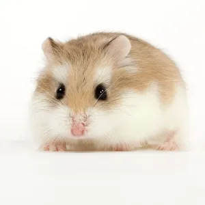 Prints of Roborovski Hamster Date Calomyscidae Prints: Roborovski Hamster Print (4) from Ardea