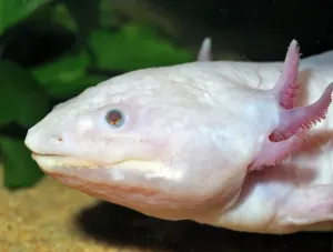 Axolotl Print - Neotenous Larval Form
