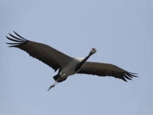 Demoiselle Crane - Calling in Flight Grus virgo Khichan, Rajasthan, India BI032576 Date: 20-Feb-20 Demoiselle Crane - Calling in Flight Grus virgo Khichan, Rajasthan, India BI032576 Date: 20-Feb-20