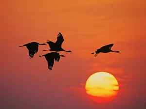 Demoiselle Crane - Dawn flight with Sun Grus virgo Khichan, Rajasthan, India BI032260 Date: 20-Feb-20 Demoiselle Crane - Dawn flight with Sun Grus virgo Khichan, Rajasthan, India BI032260 Date: 20-Feb-20