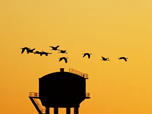 Demoiselle Crane - Dawn flight with water tower Grus virgo Khichan, Rajasthan, India BI032225 Date: 18-Feb-20 Demoiselle Crane - Dawn flight with water tower Grus virgo Khichan, Rajasthan, India BI032225 Date: 18-Feb-20