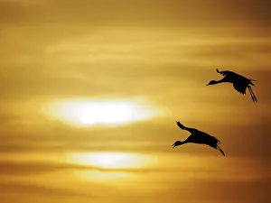 Demoiselle Crane - Dawn flight against yellow sky Grus virgo Khichan, Rajasthan, India BI032321 Date: 19-Feb-20 Demoiselle Crane - Dawn flight against yellow sky Grus virgo Khichan, Rajasthan, India BI032321 Date: 19-Feb-20
