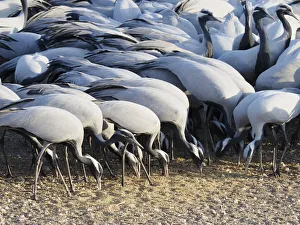 Demoiselle Crane - Feeding on grain Grus virgo Khichan, Rajasthan, India BI032723 Date: 19-Feb-20 Demoiselle Crane - Feeding on grain Grus virgo Khichan, Rajasthan, India BI032723 Date: 19-Feb-20