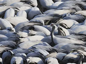 Demoiselle Crane - One amongst many at feeding station Grus virgo Khichan, Rajasthan, India BI032810 Date: 20-Feb-20 Demoiselle Crane - One amongst many at feeding station Grus virgo Khichan, Rajasthan, India BI032810 Date: 20-Feb-20