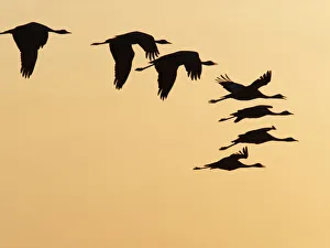 Demoiselle Crane - in flight at Sunset Grus virgo Khichan, Rajasthan, India BI032486 Date: 18-Feb-20 Demoiselle Crane - in flight at Sunset Grus virgo Khichan, Rajasthan, India BI032486 Date: 18-Feb-20