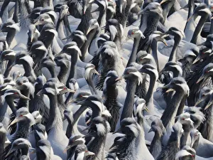 Demoiselle Crane - Massed flock at feeding station Grus virgo Khichan, Rajasthan, India BI032776 Date: 20-Feb-20 Demoiselle Crane - Massed flock at feeding station Grus virgo Khichan, Rajasthan, India BI032776 Date: 20-Feb-20