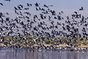 Demoiselle Cranes - taking-off from a village pond Demoiselle Cranes - taking-off from a village pond