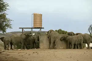 African Desert Elephant Print