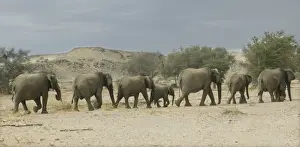 African Desert Elephant Print