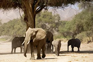 Desert Elephants - Family fInding shade Desert Elephants - Family fInding shade