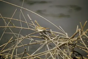 Desert Landscape Photos Prints: Desert Warbler - resting at the top of a dead tree