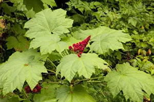 National Parks USA Prints: Devil's Club / Devil's Walking Stick - in fruit